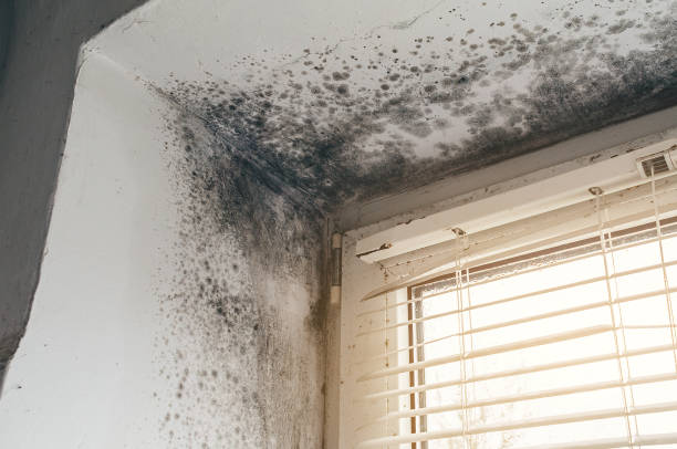 Affordable Mold Remediation solutions in Courtland, VA