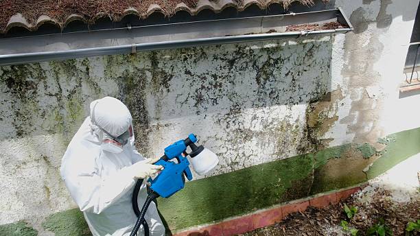 Top rated local Mold Remediation specialists in Courtland, VA